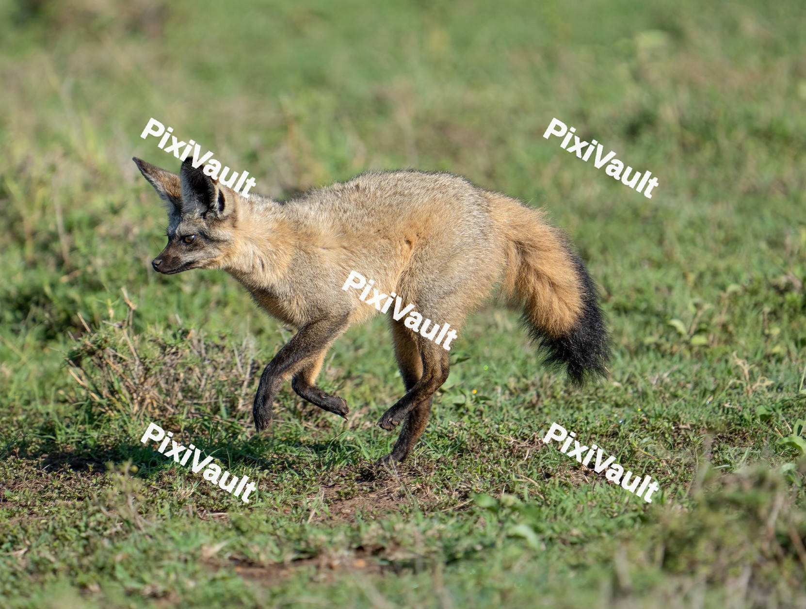 Fox walking in the grass